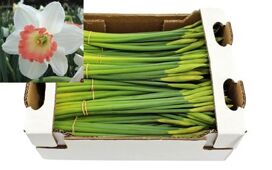 Narcis Pink Charm X40