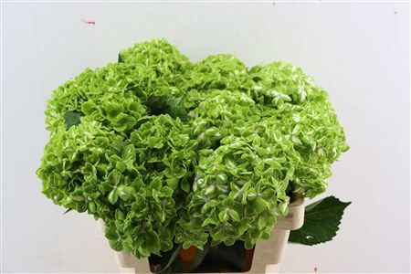 Hydr M Clover Variagata