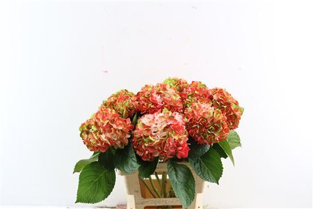 Hydr M Amethyst Dark Salmon