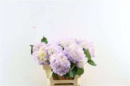 Hydr M Light Lavender X12