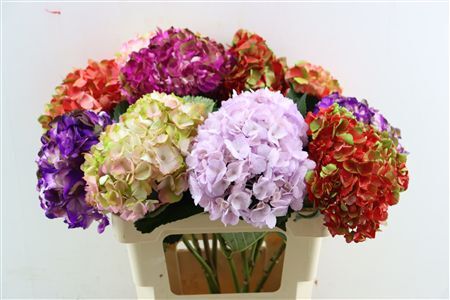 Hydr M Mixed In Bucket