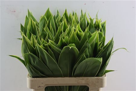 Cordyline Congo Top