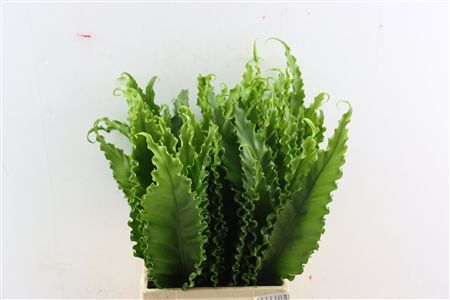 Asplenium Osaka Naniwa 45cm