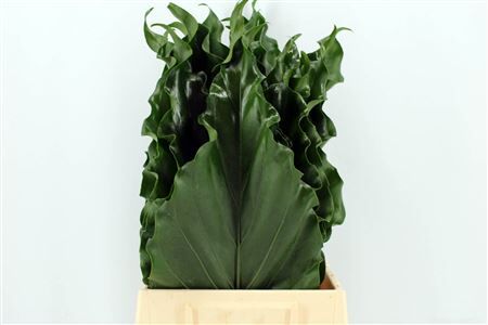 Anthurium Hookeri Leaf 52cm