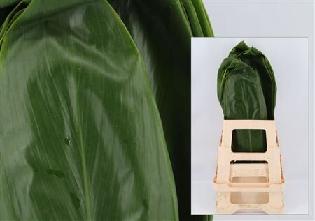 Cordyline Fruticosa Green Leaf 62cm