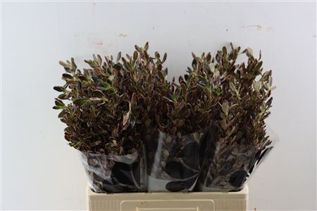 Coprosma Pink