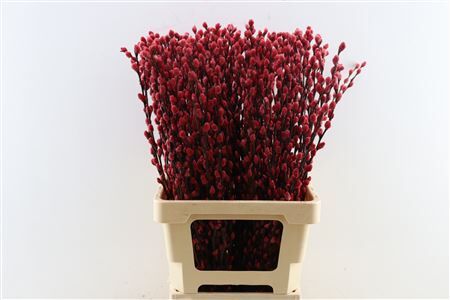 Salix Wilgenkatjes Red 70cm P Stem