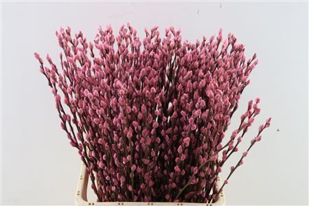 Salix Wilgenkatjes L Pink 70cm P Stem