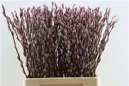 Salix Wilgenkatjes D. Lila 70cm P Stem