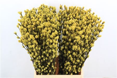 Salix Wilgenkatjes Yellow 50cm P Stem
