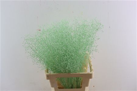 Talin Klbh Mint Groen