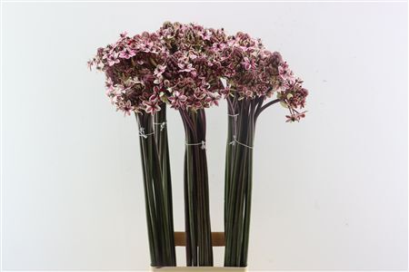 Ornit Saundersiae Cerise Opgetrokken