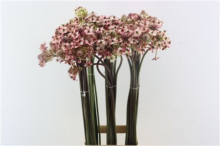 Ornit Saundersiae Pink Opgetrokken