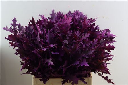 Quercus Palustris Frosted Erica