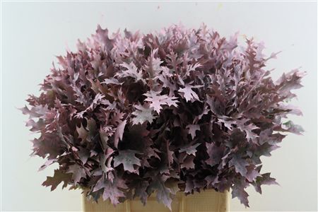 Quercus Palustris Frosted Light Pink