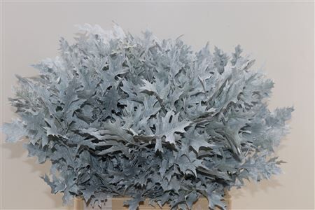 Quercus Palustris Frosted White