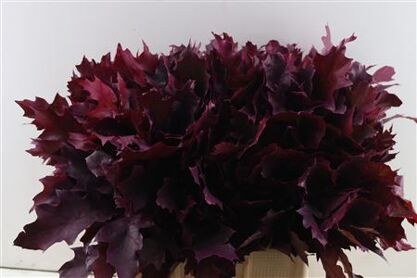 Quercus Rubra Frosted Erica