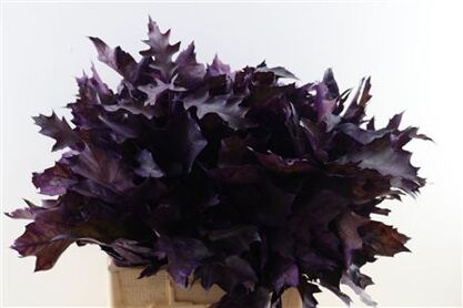 Quercus Rubra Frosted Purple