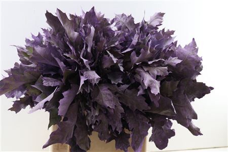 Quercus Rubra Frosted Milka