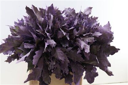 Quercus Rubra Frosted Milka