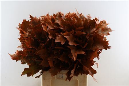 Quercus Rubra Frosted Orange
