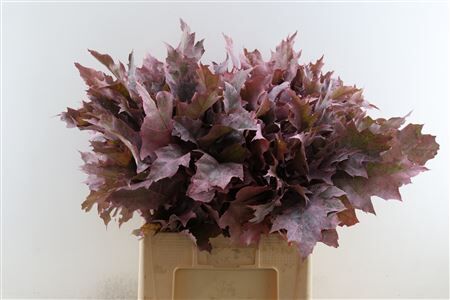 Quercus Rubra Frosted L Pink