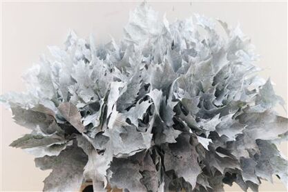 Quercus Rubra Frosted White