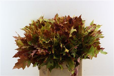 Quercus Rubra Frosted Autumn Spray