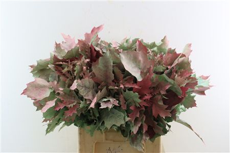 Quercus Rubra Frosted Watermelon Spray