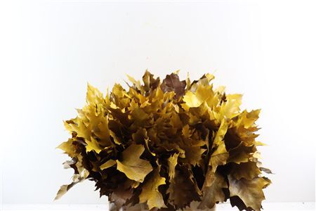 Quercus Rubra Fr Fall Spray