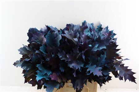 Quercus Rubra Fr Joker Spray