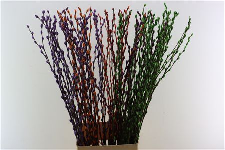 Salix Wilgenkatjes Gemengd 120cm