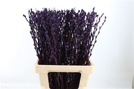 Salix Wilgenkatjes Purple 70cm Pst