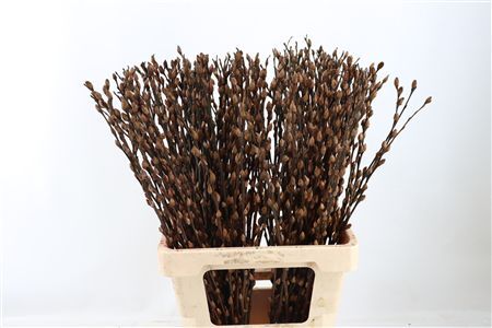 Salix Wilgenkatjes Browny 70cm Pst