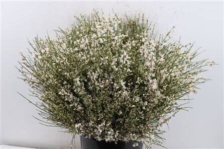 Ginster 400gr White P Bunch