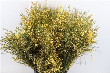 Ginster 400gr Yellow P Bunch