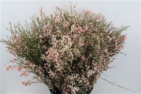 Ginster 400gr Pink P Bunch
