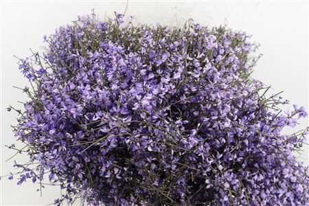 Ginster 400gr Milka P Bunch