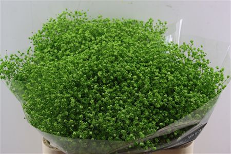 Gyps Grof Apple Green (dip)