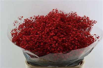 Gyps Grof Rood (dip)