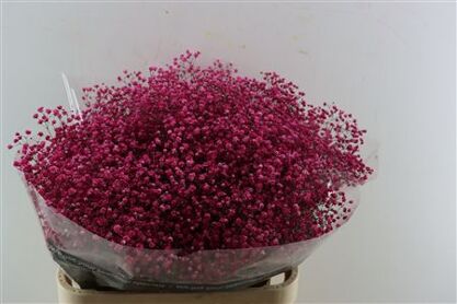 Gyps Grof Fuchsi (dip)