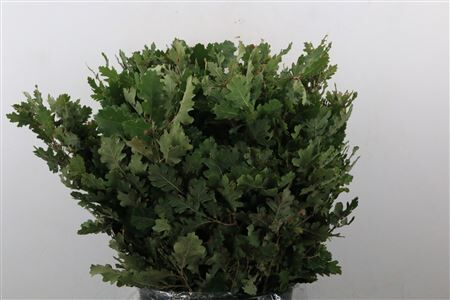 Quercus Mini P Bunch
