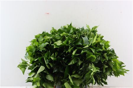 Hedera Leaves 400gr P Bunch