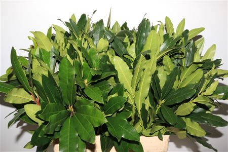 Rhododenderon 60 Cm Per Tak