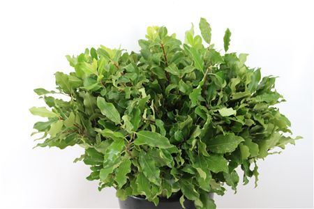 Pittosp Tenuif Green P Bunch