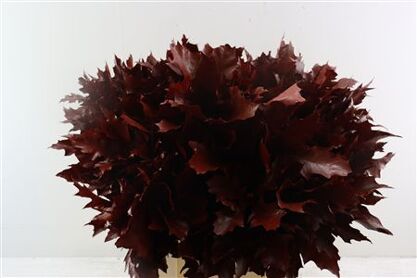 Quercus Rubra Red