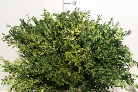 Buxus 55 Cm Per Tak