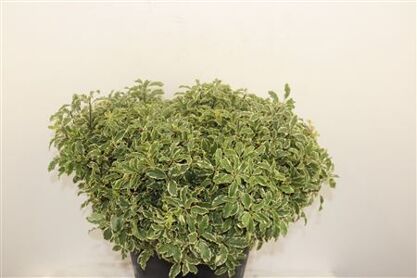 Pitto Nigra 40-45 Cm Per Tak