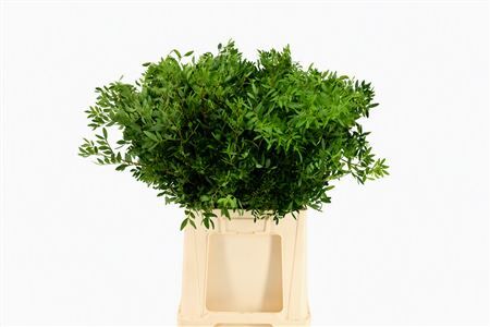 Pistache Spa 60 Cm Rimgreens Per Bos