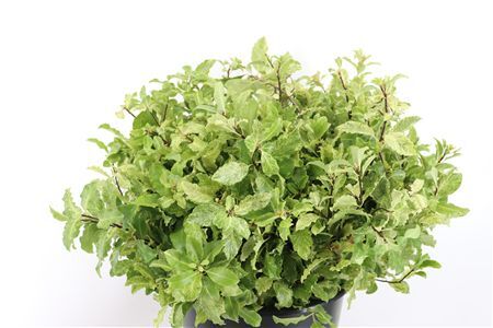Pittosp Nevato Wit 150gr P Bunch